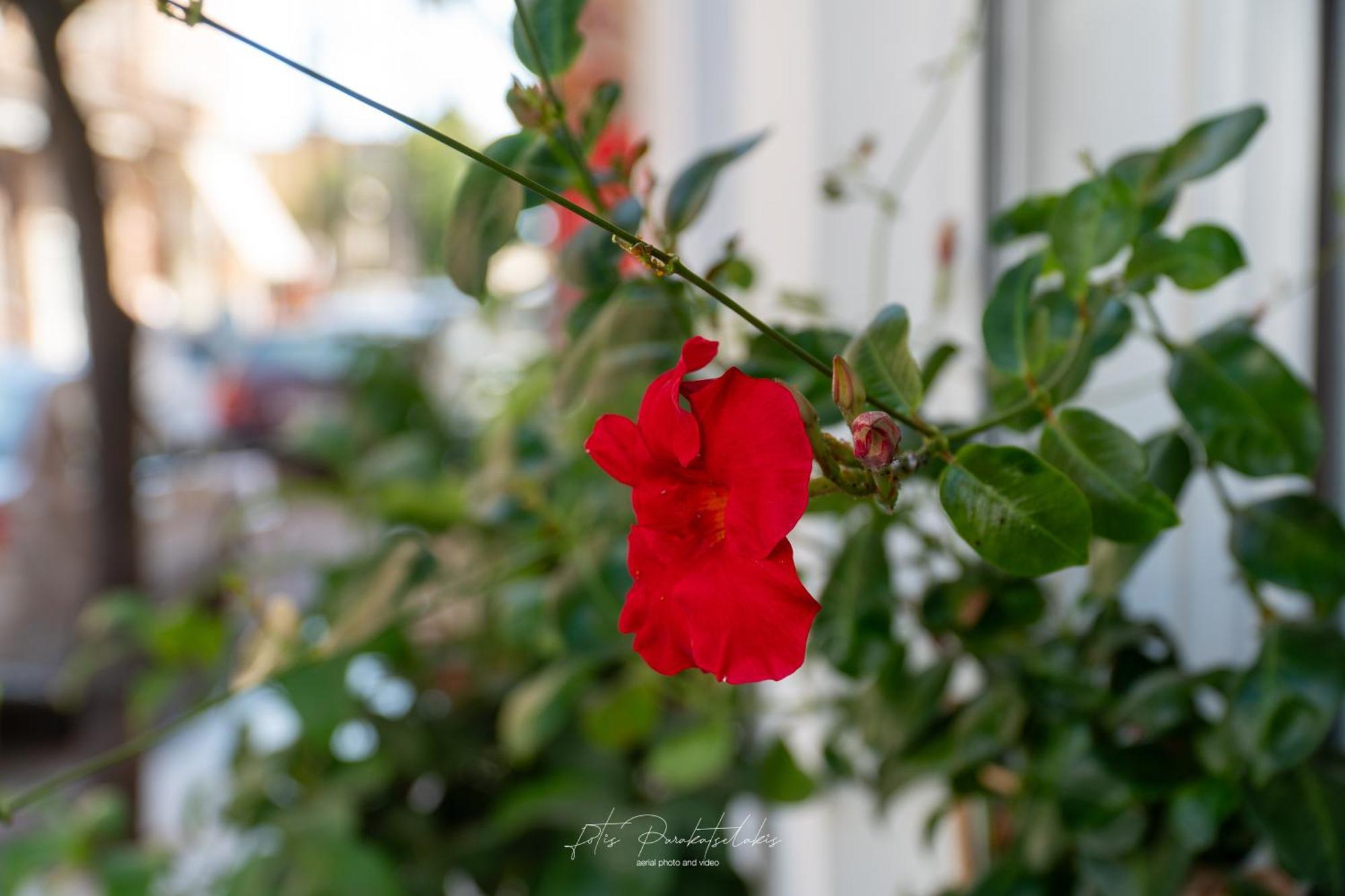 Alina Classic Hotel Λουτρά Αιδηψού Εξωτερικό φωτογραφία